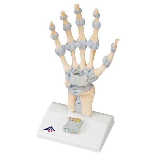 Bağlar Ve Karpal Tünellerle El Ve Ayak İskeleti