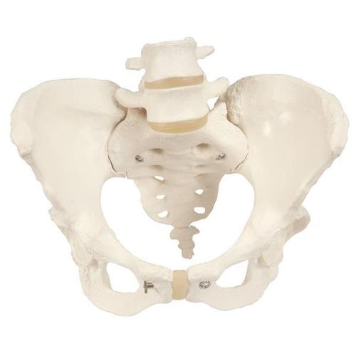 Kadın Pelvis Modelleri