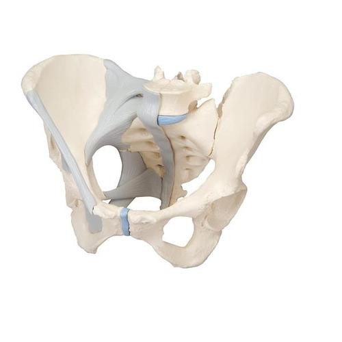 Kadın Pelvis Modelleri