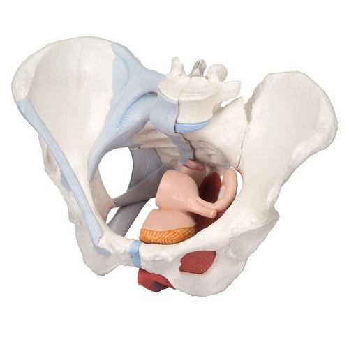 Kadın Pelvis Modelleri