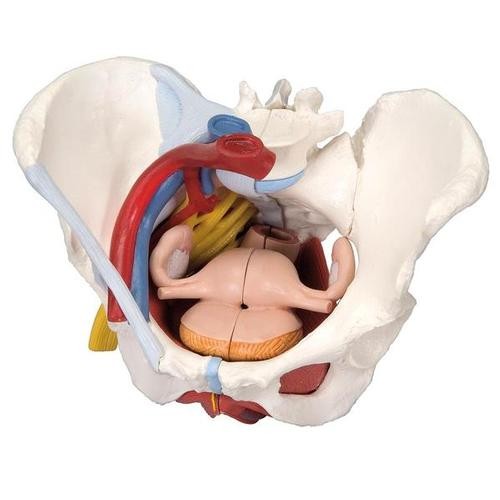 Kadın Pelvis Modelleri