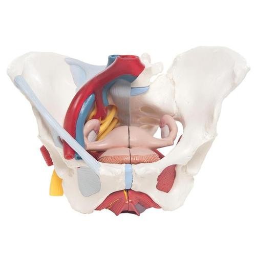 Kadın Pelvis Modelleri