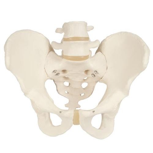 Erkek Pelvis Modelleri