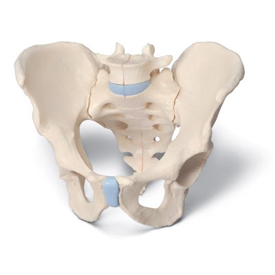 Erkek Pelvis Modelleri