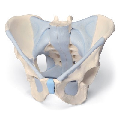 Erkek Pelvis Modelleri