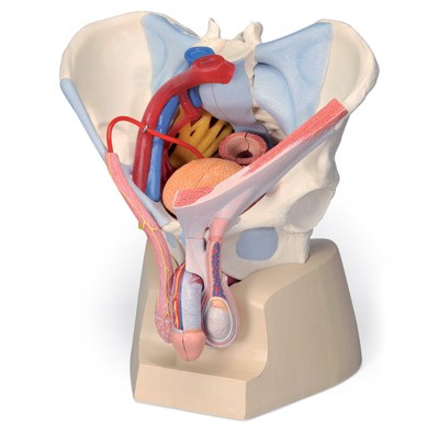 Erkek Pelvis Modelleri