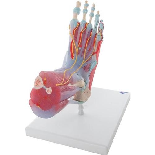 Bağlar Ve Kaslarla Birlikte Ayak İskeleti