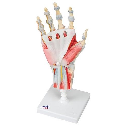 Bağlar Ve Kaslarla Birlikte El İskeleti