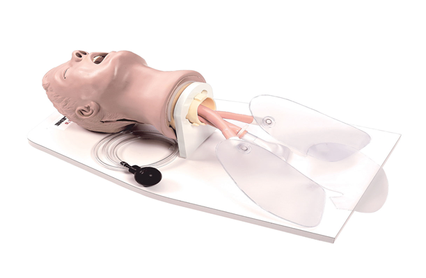Lifeform® Airway Larry Entübasyon Mankeni Yetişkin
