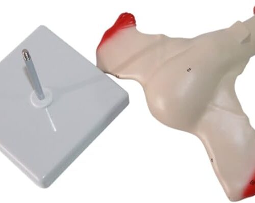 Uterus Maketi